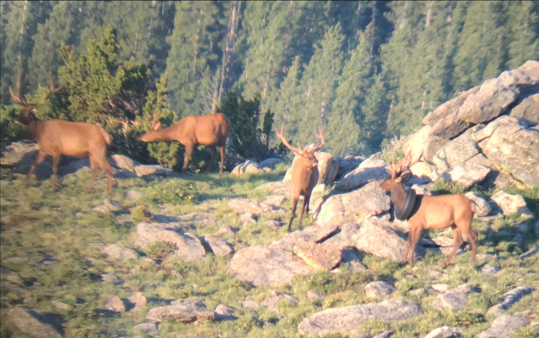elk tire 2 (web copy)